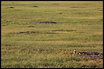 Roberts Prairie dog town. Badlands National Park, South Dakota, USA. (color)