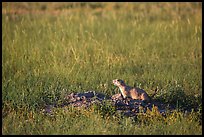 Prairie dog guarding burrow entrance. Badlands National Park, South Dakota, USA. (color)