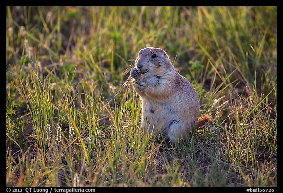 Prairie dog eating grasses. Badlands National Park, South Dakota, USA.