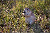 Prairie dog eating grasses. Badlands National Park, South Dakota, USA. (color)