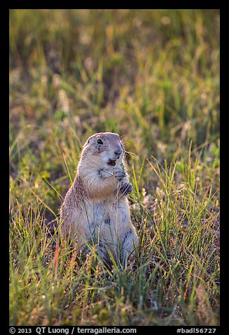 Standing prairie dog holding grass with hind paws. Badlands National Park, South Dakota, USA.