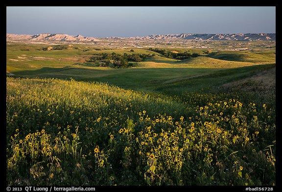 Sunflower carpet, rolling hills, and badlands, Badlands Wilderness. Badlands National Park, South Dakota, USA.