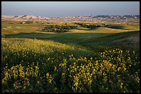 Sunflower carpet, rolling hills, and badlands, Badlands Wilderness. Badlands National Park ( color)