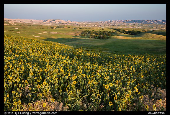 Sunflower carpet, late afternoon, Badlands Wilderness. Badlands National Park (color)