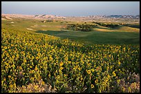 Sunflower carpet, late afternoon, Badlands Wilderness. Badlands National Park ( color)