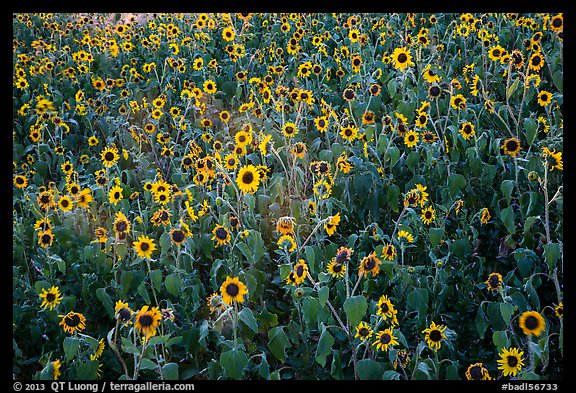 Sunflower carpet. Badlands National Park (color)