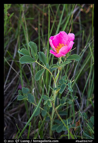 Close-up of pink flower. Badlands National Park (color)