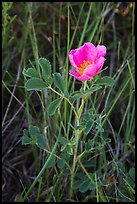 Close-up of pink flower. Badlands National Park, South Dakota, USA. (color)