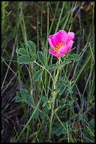 Close-up of pink flower. Badlands National Park ( color)