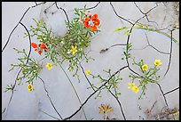 Close-up of red and yellow flowers and mud cracks. Badlands National Park, South Dakota, USA.