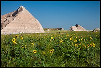 Sunflowers, grassland, and buttes. Badlands National Park ( color)