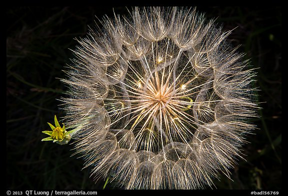 Close-up of dandelion. Badlands National Park, South Dakota, USA.