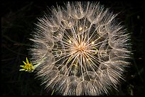 Close-up of dandelion. Badlands National Park ( color)