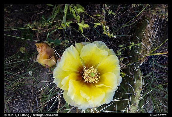 Prickly Pear cactus in bloom. Badlands National Park, South Dakota, USA.