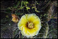 Prickly Pear cactus in bloom. Badlands National Park, South Dakota, USA.