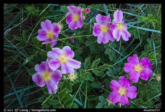 Purple flowers. Badlands National Park (color)
