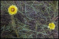 Prickly Pear cactus flowers and grasses. Badlands National Park, South Dakota, USA.