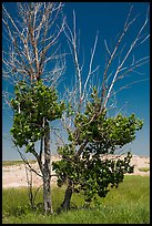 Cottonwood tree. Badlands National Park, South Dakota, USA. (color)