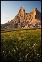 Sunflowers and pointed pinnacles at sunset. Badlands National Park ( color)