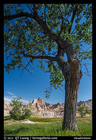 Cottonwood and badlands. Badlands National Park, South Dakota, USA.