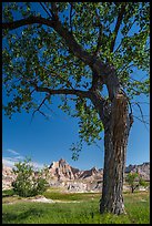 Cottonwood and badlands. Badlands National Park ( color)