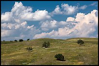 Rolling hills, junipers, afternoon clouds. Badlands National Park, South Dakota, USA. (color)