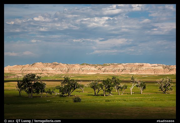 Cottonwoods and badlands, Stronghold Unit. Badlands National Park, South Dakota, USA.