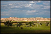 Cottonwoods and badlands, Stronghold Unit. Badlands National Park ( color)