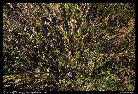 Close-up of mixed grasses, Stronghold Unit. Badlands National Park, South Dakota, USA.