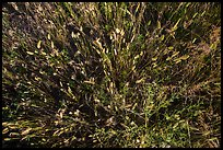 Close-up of mixed grasses, Stronghold Unit. Badlands National Park ( color)