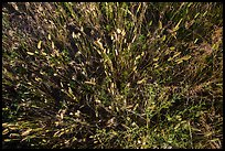 Close-up of mixed grasses, Stronghold Unit. Badlands National Park, South Dakota, USA. (color)