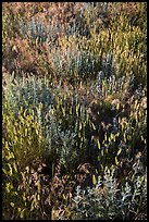 Mixed grasses, Stronghold Unit. Badlands National Park, South Dakota, USA. (color)