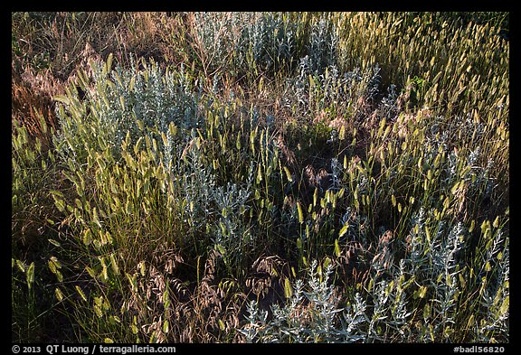 Mix of grasses, Stronghold Unit. Badlands National Park, South Dakota, USA.