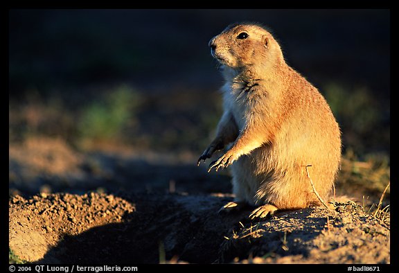 Prairie dog standing next to burrow, sunset. Badlands National Park (color)