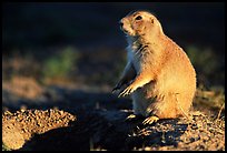 Prairie dog standing next to burrow, sunset. Badlands National Park ( color)