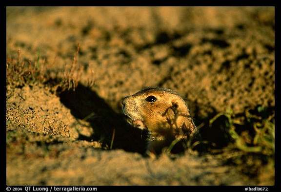 Prairie dog peeking out from burrow, sunset. Badlands National Park, South Dakota, USA.