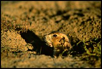 Prairie dog peeking out from burrow, sunset. Badlands National Park, South Dakota, USA.