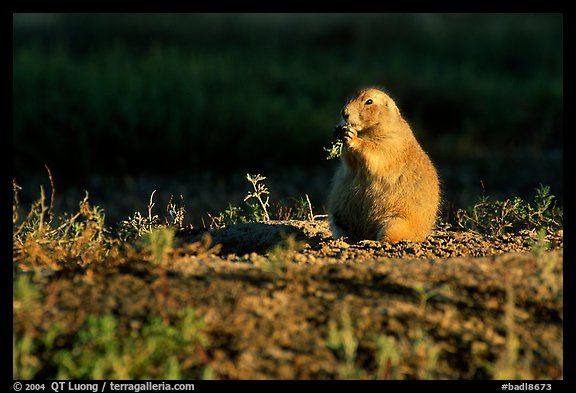 Prairie dog standing, sunset. Badlands National Park (color)