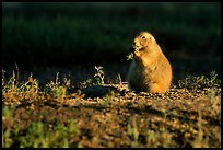 Prairie dog standing, sunset. Badlands National Park, South Dakota, USA.