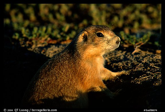 Prairie dog watching out from burrow, sunset. Badlands National Park (color)