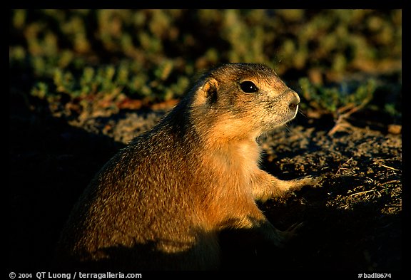 Prairie dog watching out from burrow, sunset. Badlands National Park, South Dakota, USA.