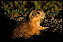 Prairie dog watching out from burrow, sunset. Badlands National Park, South Dakota, USA.