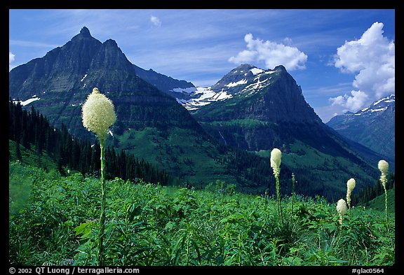 View from Big Bend with beargrass, Mt Oberlin and Cannon Mountain. Glacier National Park (color)