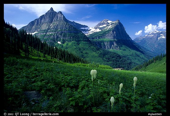 Bear grass, Mt Oberlin and Cannon Mountain from Big Bend. Glacier National Park, Montana, USA.