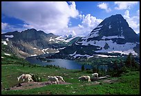 Mountain goats, Hidden lake and peak. Glacier National Park, Montana, USA.