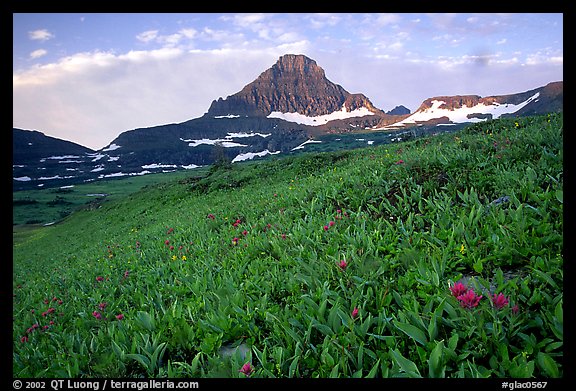 Wildflowers and peak at Logan pass. Glacier National Park, Montana, USA.