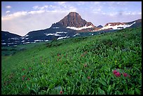 Wildflowers and peak at Logan pass. Glacier National Park, Montana, USA.