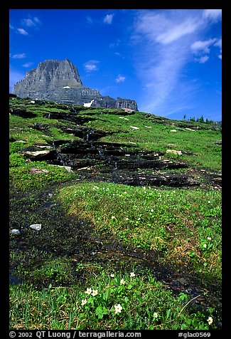 Stream at hanging gardens, Logan pass. Glacier National Park, Montana, USA.