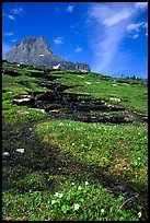 Stream at hanging gardens, Logan pass. Glacier National Park, Montana, USA.