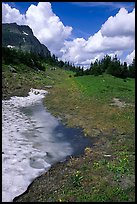 Neve with mountain goat, Hanging gardens, Logan pass. Glacier National Park, Montana, USA.